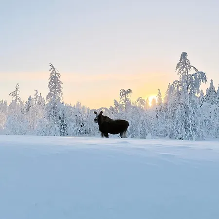 Afra Arctic Aurora Takala